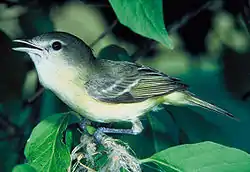 Pajuvireo (Vireo bellii)