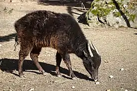 Vuorianoa Krefeldin eläintarhassa Saksassa.