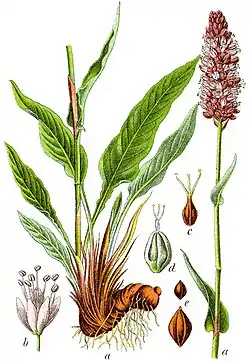 Isokonnantatar (Bistorta officinalis)