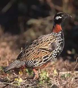 Mustafrankoliini (Francolinus francolinus)