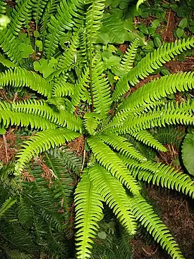 Kampasaniainen (Blechnum spicant)