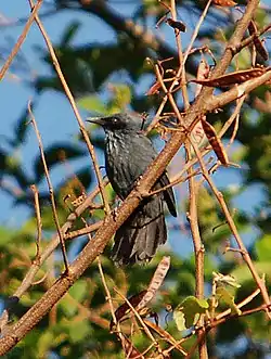 Sinimatkija (Melanotis caerulescens)