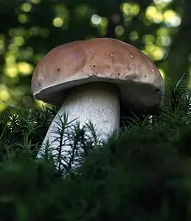 Boletus edulis - herkkutatti