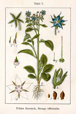 Rohtopurasruoho eli purasruoho (Borago officinalis)