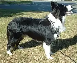 Bordercollie (297, Iso-Britannia)