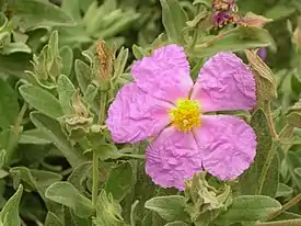 Ruusukistus (Cistus albidus)