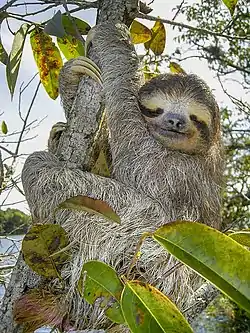 Ruskeakaulalaiskiainen (Bradypus variegatus)