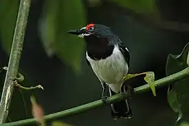 Kylähelttasieppo (Platysteira cyanea)