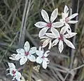 Sarjasilmätähti (Burchardia umbellata)