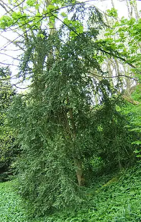 Isopuksipuu eli isopuksi (Buxus sempervirens)