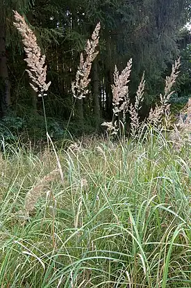 Hietakastikka (Calamagrostis epigejos)