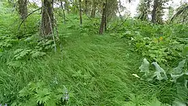 Calamagrostis rubescens-kasvustoa Washingtonissa.