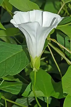 Valkokarhunköynnöksen (Calystegia sepium) kukka.