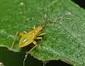 Campyloneura virgula, nymfi