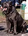 Cane corso