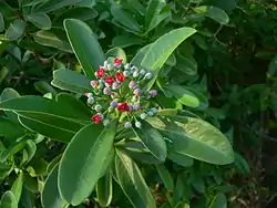 Kanellapuu (Canella winterana)