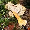 Cantharellus tubaeformis - suppilovahvero