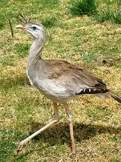 Töyhtökäärmekurki (Cariama cristata)