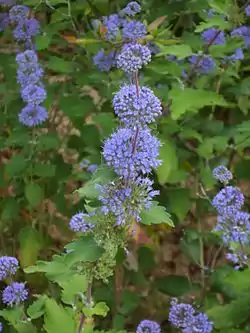 Rohtorautaoksa Caryopteris incana