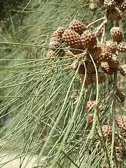 Jokikasuariina Casuarina cunninghamiana