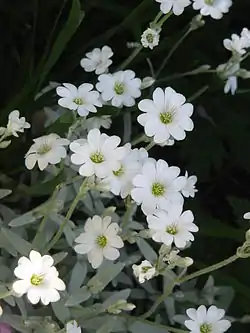 Hopeahärkki (Cerastium tomentosum)