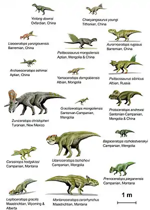 17 eri Ceratopsia-osalahkoon kuuluvaa dinosauruslajia.