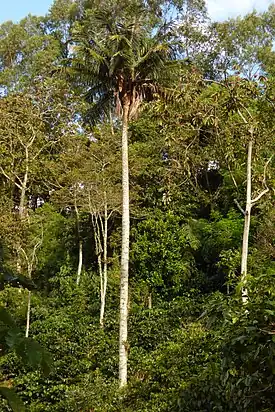 Kolumbianvahapalmu (Ceroxylon alpinum)