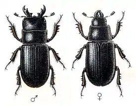 Liekohärkä (Ceruchus chrysomelinus)