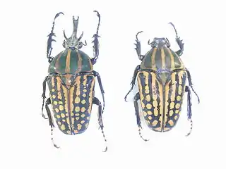 Mecynorhina savagei -koiras (vasemmalla) ja -naaras (oikealla)