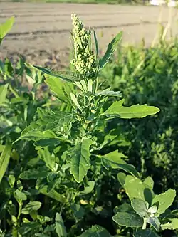 Viikunanlehtisavikka (Chenopodium ficifolium)