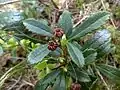 Sarjatalvikki (Chimaphila umbellata).