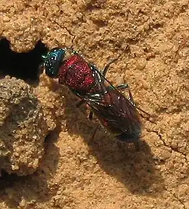 Helokultiainen (Chrysis viridula)