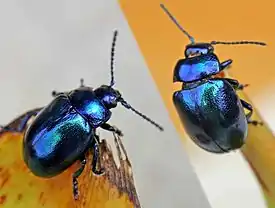 Chrysolina coerulans