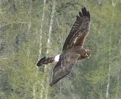 Sinisuohaukka (Circus cyaneus)