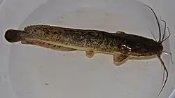 Jättikonnamonni (Clarias gariepinus)