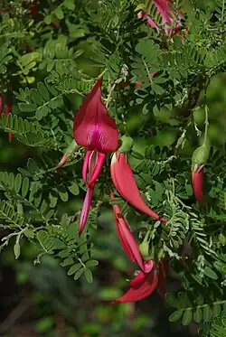 Papukaijannokka eli ritarinköynnös (Clianthus puniceus)