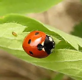 Seitsenpistepirkko (Coccinella septempunctata)