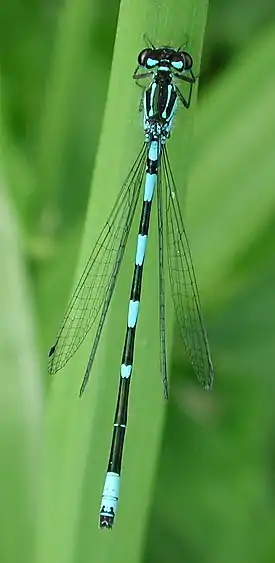 Sirotytönkorento (Coenagrion pulcellum)