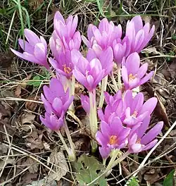 Syysmyrkkylilja (Colchicum autumnale)