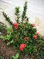 Korallitähtikukka (Ixora coccinea)