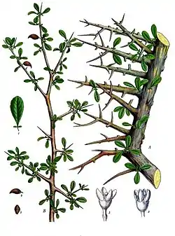 Afrikanmirhapuu (Commiphora myrrha) Köhler's Medizinal-Pflanzenissa.