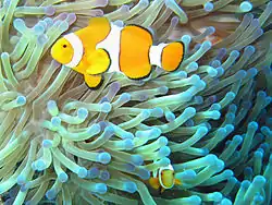 Vuokkokala (Amphiprion ocellaris)