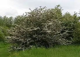 Tylppöorapihlaja (Crataegus monogyna)