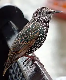 Kottarainen (Sturnus vulgaris)