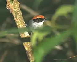 Mustaposkitöpökkä (Conopophaga melanops)