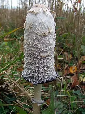 Suomumustesieni (Coprinus comatus)