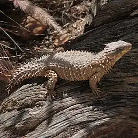 Tyyppilaji Smaug giganteus