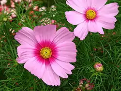 Punakosmoskukka (Cosmos bipinnatus)