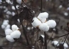 Teksasinpuuvilla (Gossypium hirsutum)