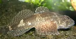 Kivisimppu ('Cottus gobio)